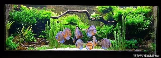 热天鱼缸闷热怎么降温,夏天鱼缸太热鱼生病怎么办