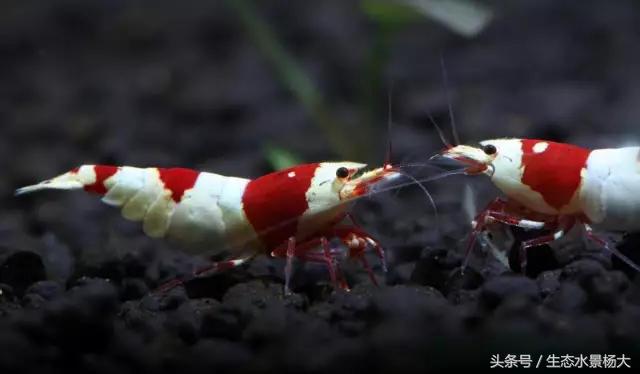 热天鱼缸闷热怎么降温,夏天鱼缸太热鱼生病怎么办