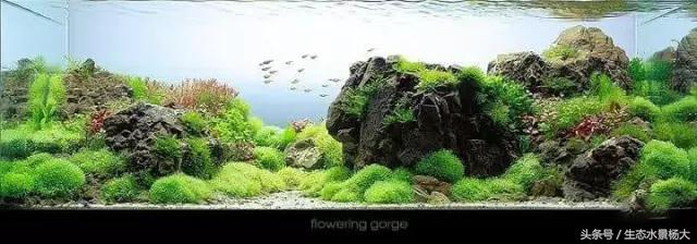 热天鱼缸闷热怎么降温,夏天鱼缸太热鱼生病怎么办