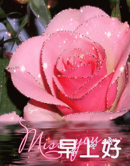 漂亮鲜花动态早上好表情图片,早上好最美的玫瑰花动态表情包