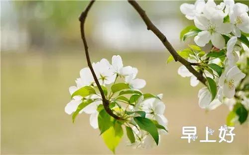 漂亮鲜花动态早上好表情图片,早上好最美的玫瑰花动态表情包