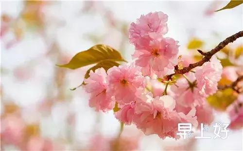 漂亮鲜花动态早上好表情图片,早上好最美的玫瑰花动态表情包