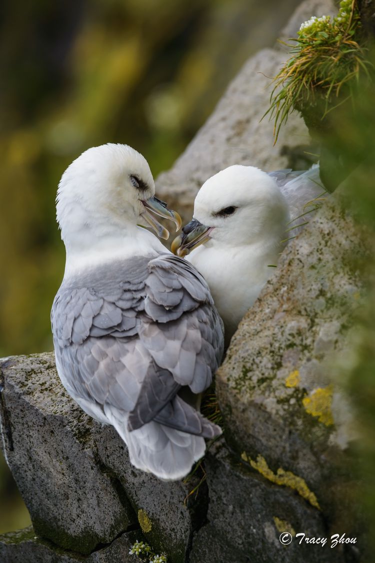 冰岛之行,千姿百态的冰岛行