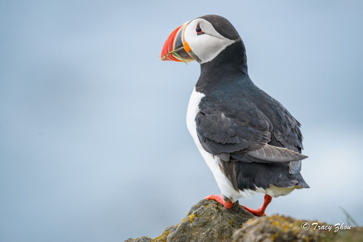 冰岛之行,千姿百态的冰岛行