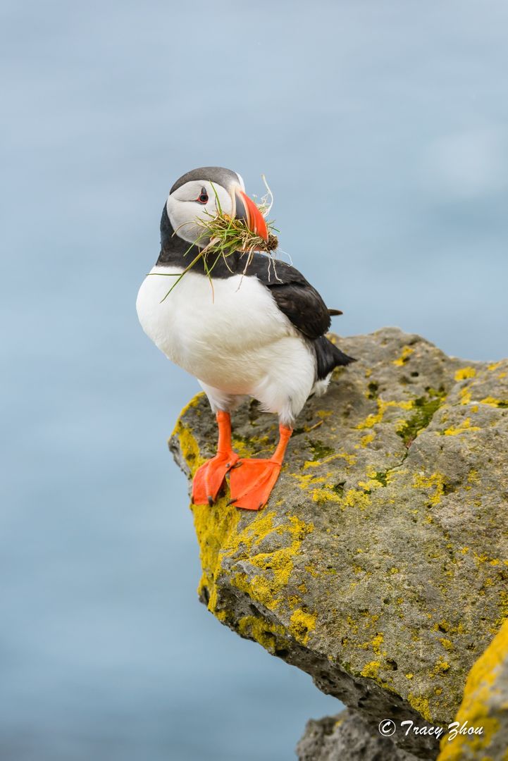 冰岛之行,千姿百态的冰岛行