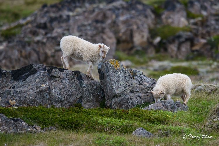 冰岛之行,千姿百态的冰岛行