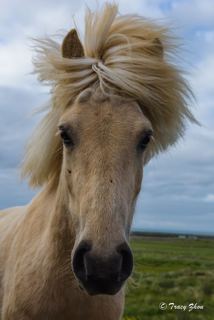 冰岛之行,千姿百态的冰岛行