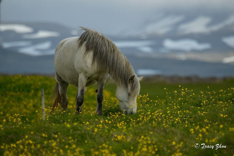 冰岛之行,千姿百态的冰岛行