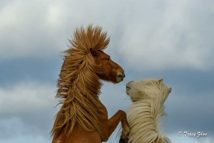 冰岛之行,千姿百态的冰岛行