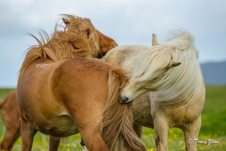 冰岛之行,千姿百态的冰岛行