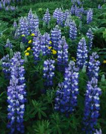 冰岛之行,千姿百态的冰岛行