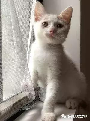 猫狗大联盟维护,猫狗联盟