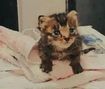 猫狗大联盟维护,猫狗联盟