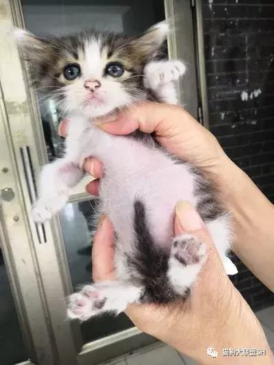 猫狗大联盟维护,猫狗联盟