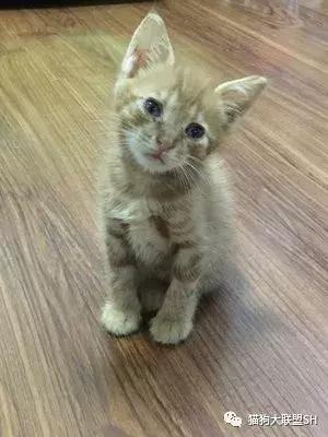 猫狗大联盟维护,猫狗联盟