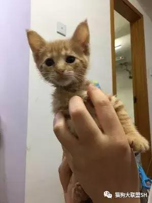 猫狗大联盟维护,猫狗联盟