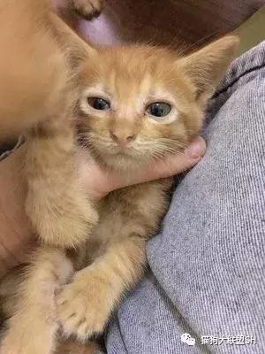 猫狗大联盟维护,猫狗联盟