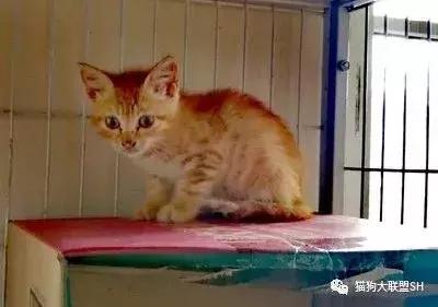 猫狗大联盟维护,猫狗联盟