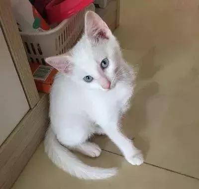 猫狗大联盟维护,猫狗联盟