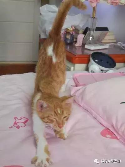 猫狗大联盟维护,猫狗联盟