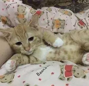 猫狗大联盟维护,猫狗联盟