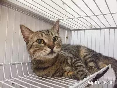 猫狗大联盟维护,猫狗联盟