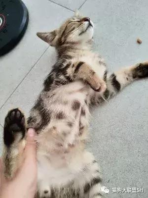 猫狗大联盟维护,猫狗联盟