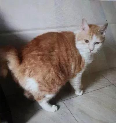 猫狗大联盟维护,猫狗联盟