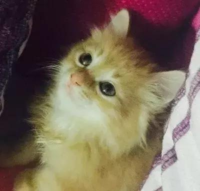 猫狗大联盟维护,猫狗联盟