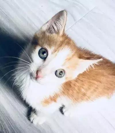 猫狗大联盟维护,猫狗联盟