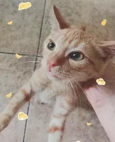 猫狗大联盟维护,猫狗联盟