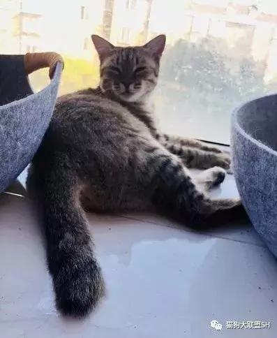 猫狗大联盟维护,猫狗联盟