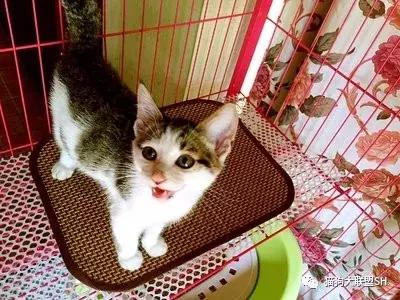 猫狗大联盟维护,猫狗联盟