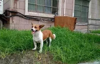 猫狗大联盟维护,猫狗联盟