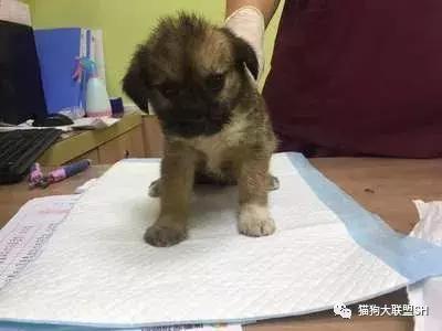 猫狗大联盟维护,猫狗联盟