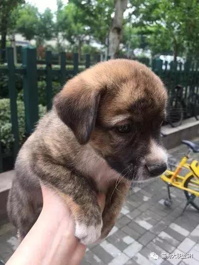 猫狗大联盟维护,猫狗联盟