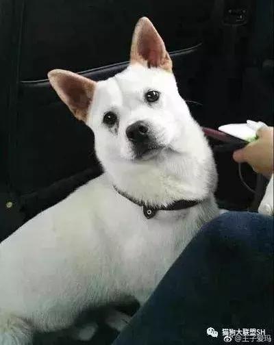 猫狗大联盟维护,猫狗联盟