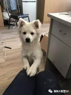 猫狗大联盟维护,猫狗联盟