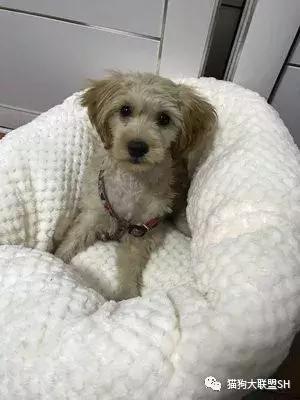 猫狗大联盟维护,猫狗联盟