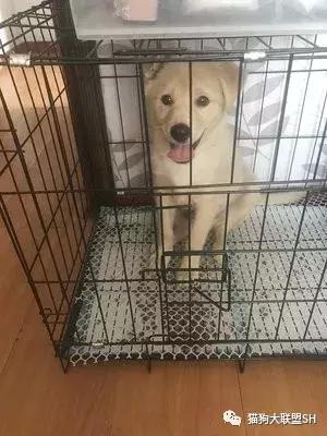 猫狗大联盟维护,猫狗联盟