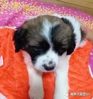 猫狗大联盟维护,猫狗联盟