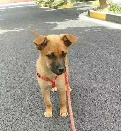 猫狗大联盟维护,猫狗联盟