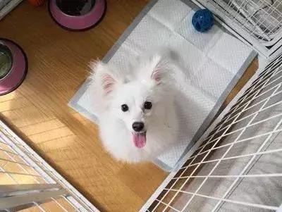 猫狗大联盟维护,猫狗联盟