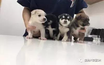 猫狗大联盟维护,猫狗联盟