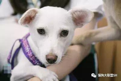 猫狗大联盟维护,猫狗联盟