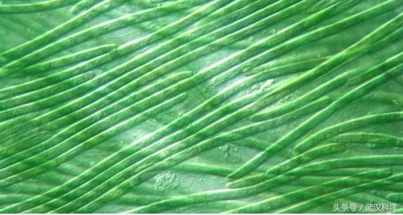 赤潮最常见的藻类有哪些,不属于环境中常见藻类