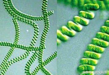 赤潮最常见的藻类有哪些,不属于环境中常见藻类