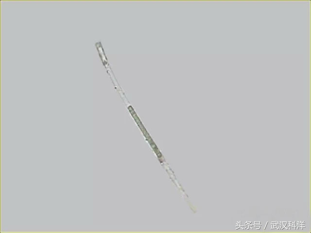 赤潮最常见的藻类有哪些,不属于环境中常见藻类