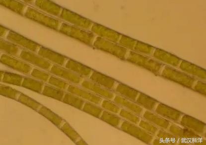 赤潮最常见的藻类有哪些,不属于环境中常见藻类