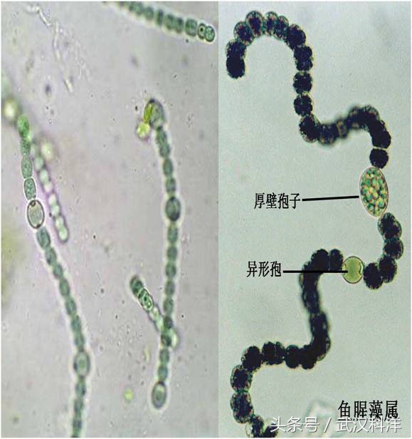 赤潮最常见的藻类有哪些,不属于环境中常见藻类